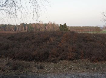 Randonnée A pied Faßberg - Südheide 'Sagenhafte Sicht im Elfenland' W4m (mittlere Tour) - Photo