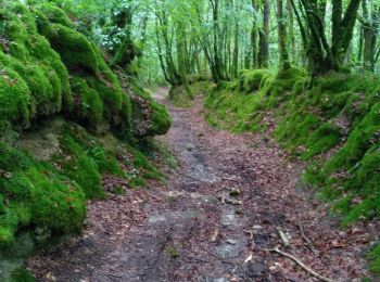 Trail Walking La Feuillée - La FEUILLÉE - Photo