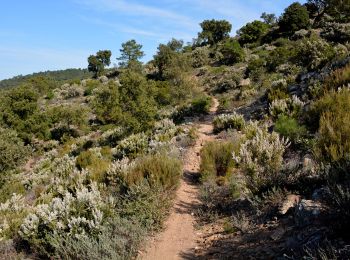 Tour Wandern Rayol-Canadel-sur-Mer - Wikiloc - Le rayon canadel - Opidum de monjean - Photo