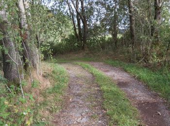 Tour Wandern Büllingen - GR56 - Krinkelt-Rocherath – vallée du Jansbach – vallée de la Holzwarche – Mürringen – Krinkelt - Photo