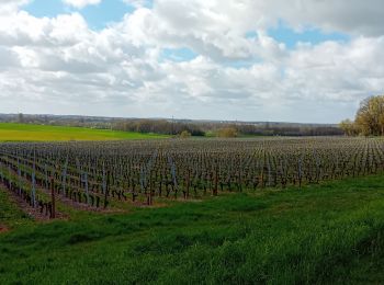 Randonnée Marche Brissac-Loire-Aubance - St Saturnin  - Photo