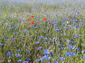 Randonnée Marche Mézières-lez-Cléry - Mézières 6 juin 2021 - Photo