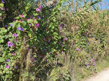 Tocht Stappen Saint-Tropez - les salins st tropez - Photo