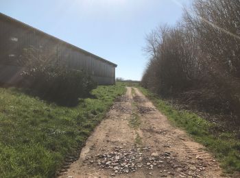 Tour Reiten Fougerolles-Saint-Valbert - 1hBalade sarcenot poney en main  - Photo