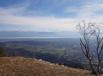 Randonnée Marche Gex - Le Belvédère du Turet - Photo