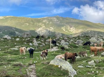 Excursión Senderismo Ghisoni - Refuge de Capannelle-refuge du col de Verde - Photo