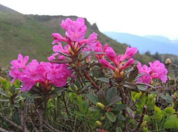 Tour Zu Fuß Siebendörfer - Cabana Piatra Mare - Vf. lui Andir - Cabana Rențea - Photo