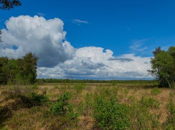 Tocht Te voet Menslage - Moorlehrpfad - Photo