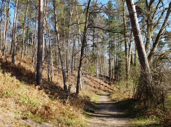 Trail Walking Auffargis - Yvelines_Vaux-de-Cernay_Ferme-des-Vallées_Abbaye_ND-des-Roses - Photo