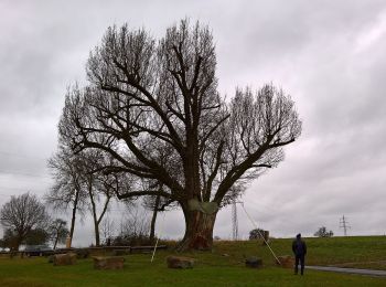 Excursión A pie Michelstadt - Rundwanderweg Weiten-Gesäß 4 : Hüttenweg - Photo