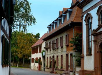 Trail On foot Mettenheim - Mettenheim P: Panoramaweg - Photo