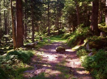 Tour Wandern Sulzern - Boucle Schildmatt / Lac vert / Auberge du Tanet - Photo