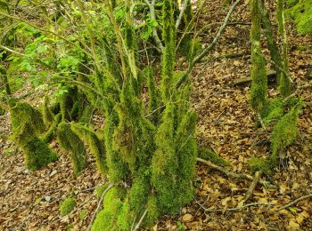 Trail Walking Fondamente - Séjour LARZAC 2025..Rando 2..Résurgence de la SORGUES - Photo