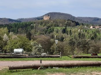 Tour Wandern Lembach - L'embaucher gimbelhof - Photo