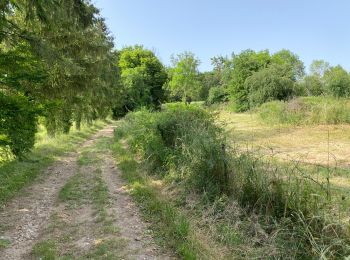 Tocht Stappen Marville - Marville 17 km - Photo