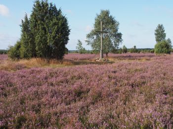 Randonnée A pied Faßberg - Südheide 'Wacholderwald in der Teufelsheide' W1m (mittlere Tour) - Photo