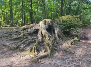 Tour Wandern Viroflay - fausses reposes - Photo