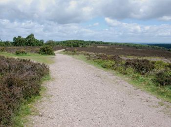 Randonnée A pied Stafford - Tolkien Trail Cannock Chase Walk - Photo