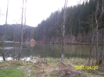 Trail On foot Gheorgheni - Lacul Roșu – Valea Oii – sub Poiana Albă (blue stripe) - Photo