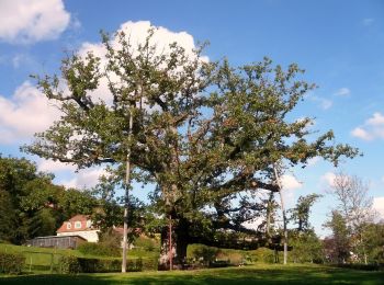 Tour Zu Fuß Bad Brückenau - Rhön-Rundweg 5 Sinntal - Photo