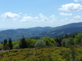 Tour Wandern Saint-Rirand - St Rirand 20km - Photo