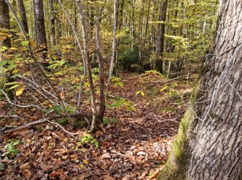 Tour Wandern Vendôme - Forêt de Vendôme - Bois de l'Oratoire - Photo