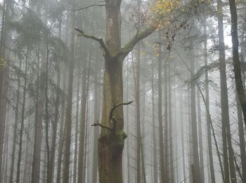 Randonnée Marche Hanviller - hauteurs de Haspelschiedt - Photo