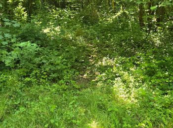 Tocht Stappen Seine-Port - Seine-Port - Forêt de Bréviande - Photo