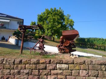 Tour Wandern Orschweier - Orschwihr-Val de Pâtre  - Photo