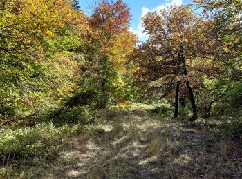 Tocht Stappen Aurel - Font de Margot / Jas Forest - Photo