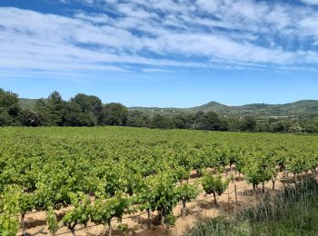 Tocht Stappen Rognes - Vignes autour de Rognes - Photo