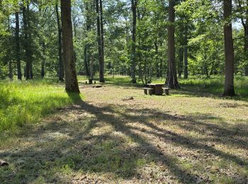 Tour Wandern Chambord - Parc de Chambord et ses postes d'observation  - Photo