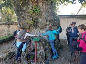 Tour Wandern Gevrey-Chambertin - Gevrey Chambertin  - Photo