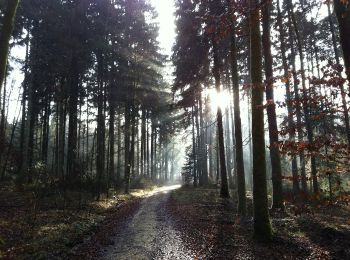 Trail On foot Vordemwald - Zofingen - Langholz - Photo