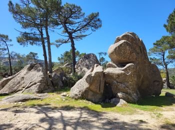 Excursión Senderismo San-Gavino-di-Carbini - Cascade Piscia di Ghjaddu (ou Piscia du Gallu) - Photo