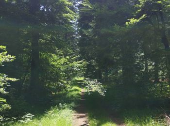 Tocht Stappen Orcines - Randonnée le long des Puys - Photo