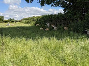 Tocht Te voet Malvern Hills - Martley Circular Walk - Photo