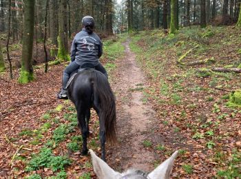 Randonnée Randonnée équestre Walscheid - Walscheid joyeux kalio  - Photo