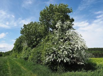 Tour Zu Fuß Hohenstein - Rundwanderweg Rotmilan - Photo