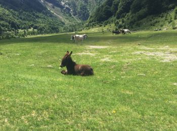 Percorso A piedi Malesco - M12 - La Cascina - Pizzo Stagno - Photo