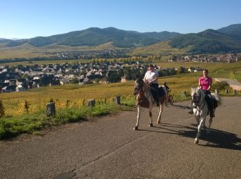 Excursión Paseo ecuestre Ribeauvillé - ribeauville-kientzheim - Photo