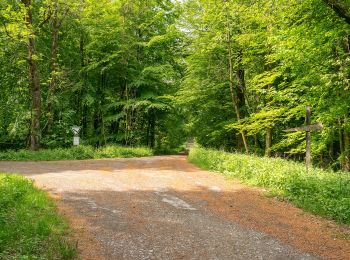 Tocht Te voet Altenbeken - Rundweg A5 [Altenbeken: Fuchsgrund] - Photo