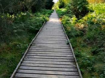 Randonnée Marche Vielsalm - Promenade de la Fagne Sacrawé - Photo