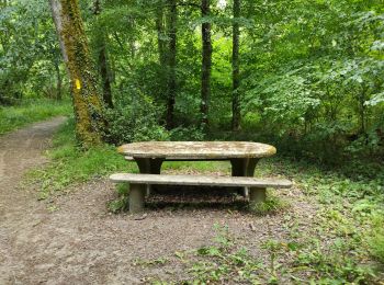 Tocht Stappen Panzoult - Au pays de la Sibylle - Photo