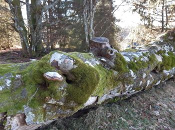 Randonnée Marche Gérardmer - gerardmer - la mauselaine . tête grauvelin . Roche boquet . croix claudé . hautes Vannes . la mauselaine  - Photo