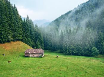 Tour Zu Fuß Unbekannt - Moieciu de Sus - Șaua Strunga - Cabana Padina - Photo