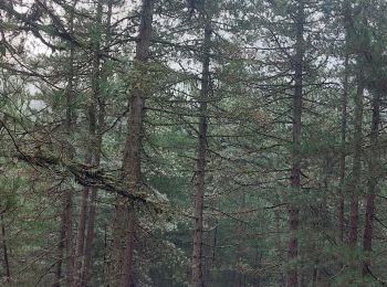 Excursión Senderismo Quenza - trou de la bombe - Photo