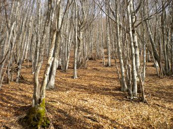 Trail On foot Verghereto - IT-121 - Photo