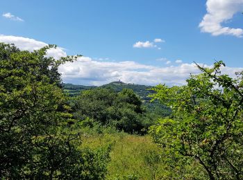 Randonnée Marche Saint-Cyr-au-Mont-d'Or - St Cyr au Mont d'Or, le sentier des rapaces - Photo