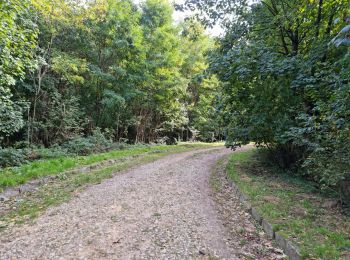 Percorso Marcia Chamarande - Forêt Départementale du Belvédère à Chamarande - Photo